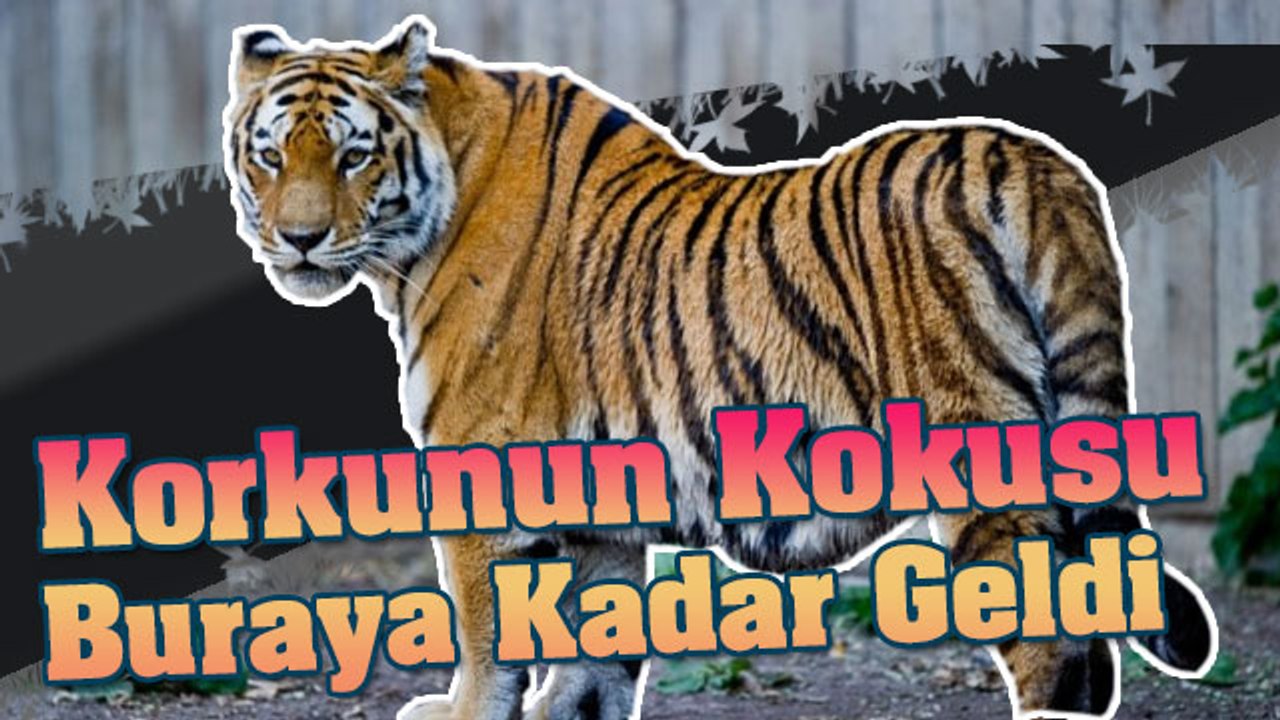 Korkunun Kokusu Buraya Kadar Geldi