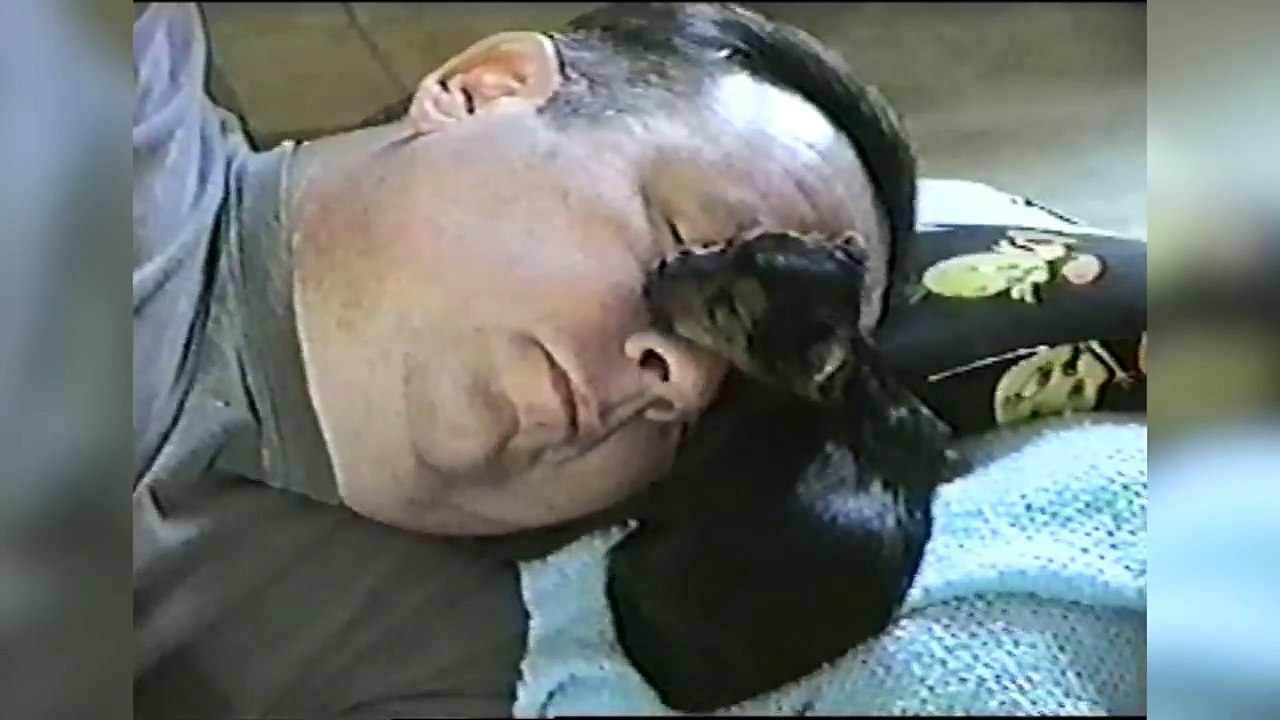 The Cutest Newborn Puppies & Kittens Weekly Compilation 2017 | Funny Pet Videos