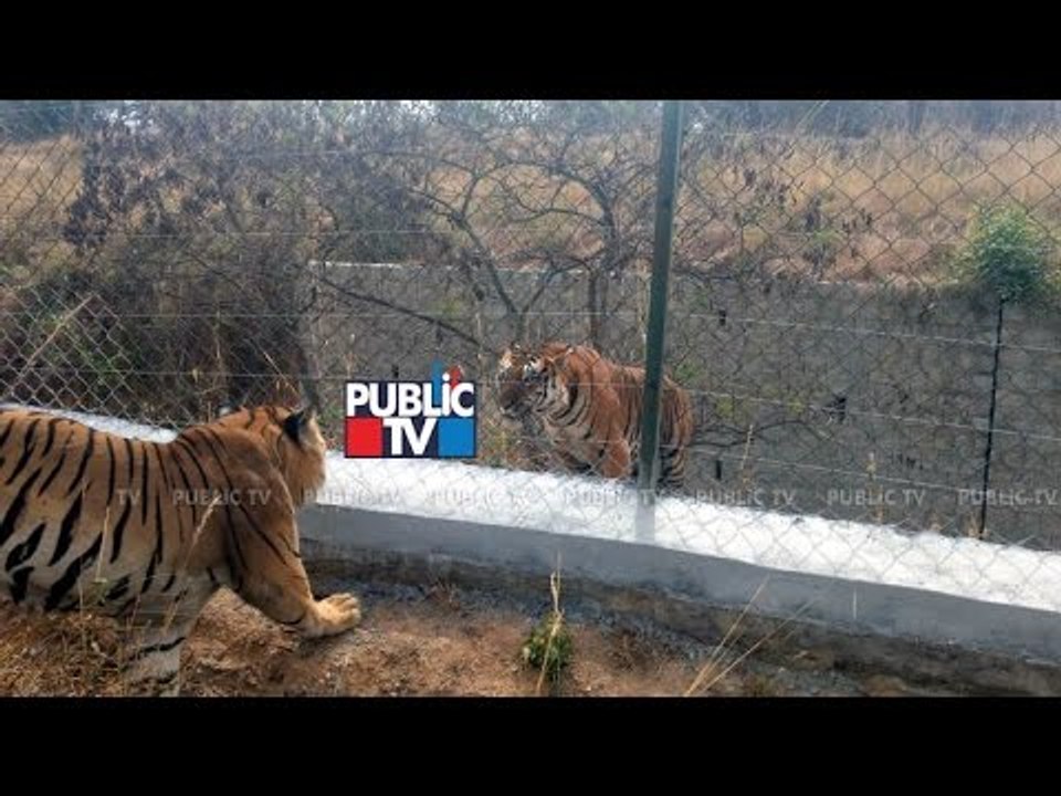 Wild Tiger fight with a Safari Tiger at Bannerghatta Bengaluru