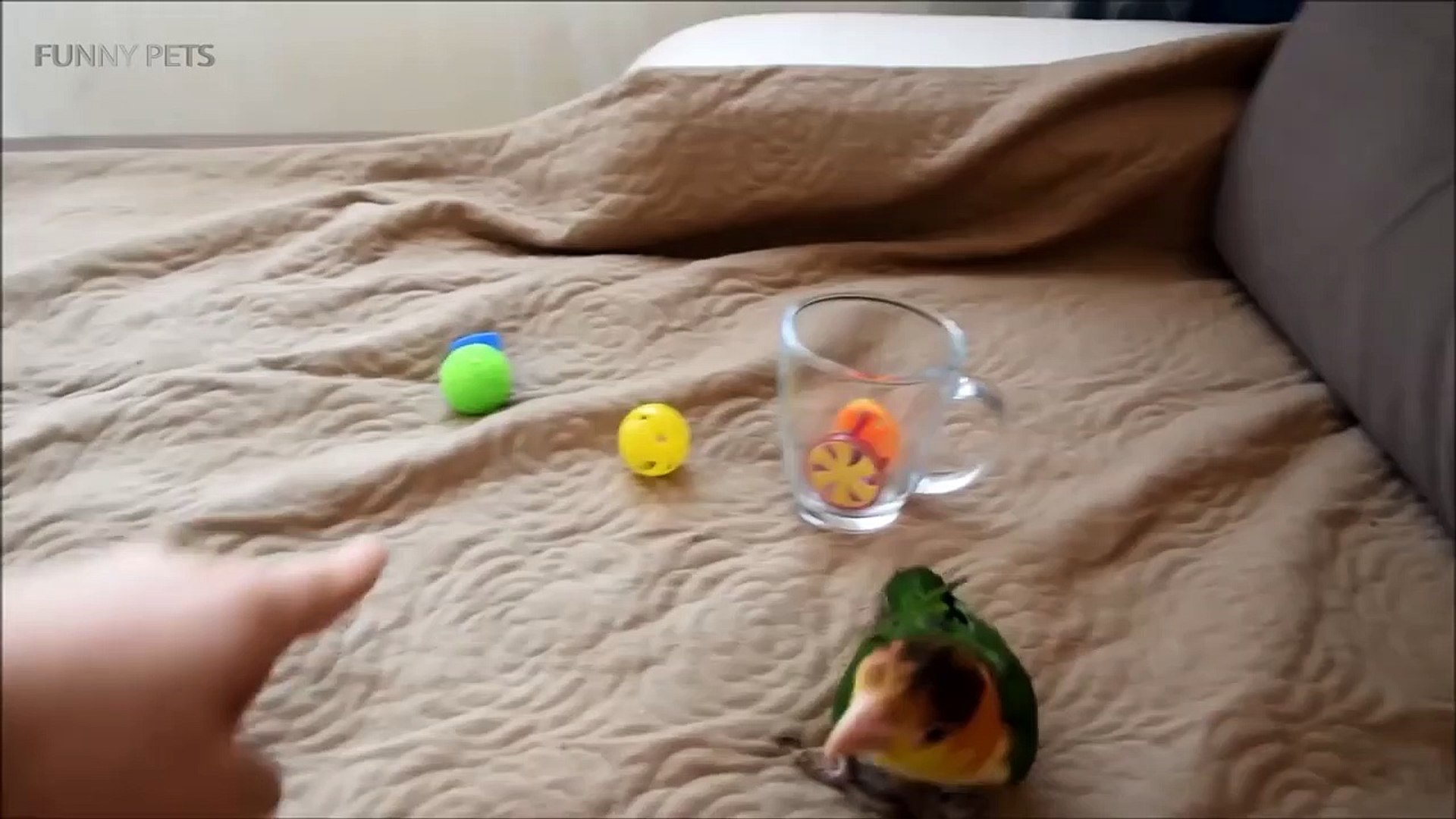 ⁣Small Pets 2eos for Kids [Funny Pets]