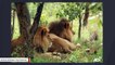 Poachers Kill Two Sanctuary Lions Freed From Circus