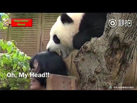 Pandas video - playing panda - Funny Pandas [Epic Laughs]