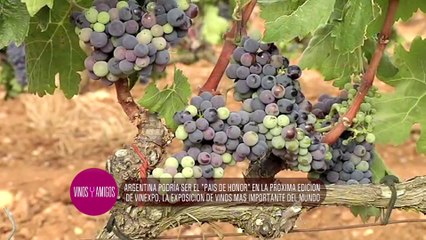 Vinos y Amigos Programa 159 Bloque 1