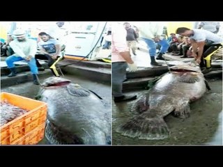 Video of Fishermen unloading Giant fish from boat goes viral