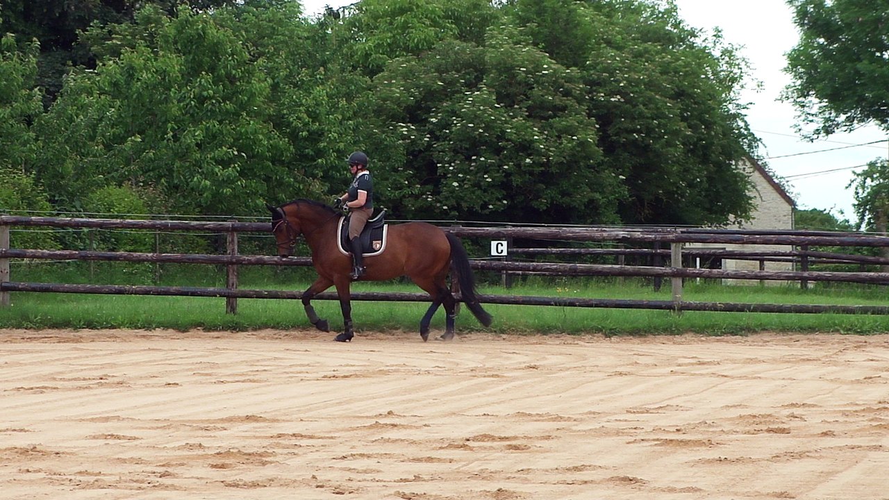 03 06 2017 Travail du cheval en dressage