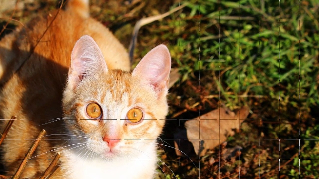 Baby Cat