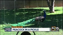 Peacock camps out in Phoenix woman's backyard