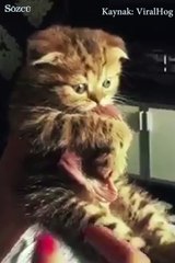 Kedi uzanabildiği bifteği geri vermezmiş