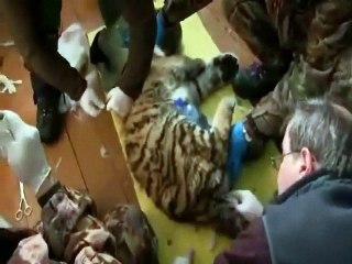 Siberian Tiger BBC Nature Documentary