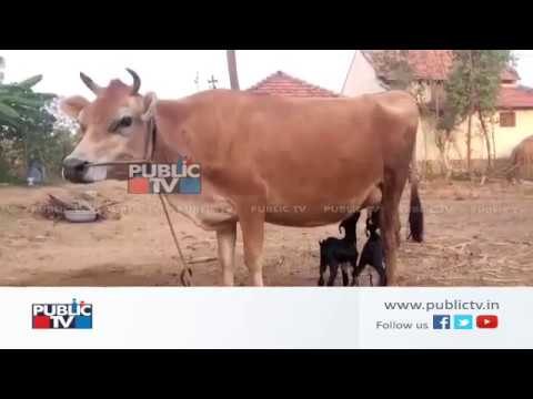 Cow Feeding Milk to Baby Goats in Mandya