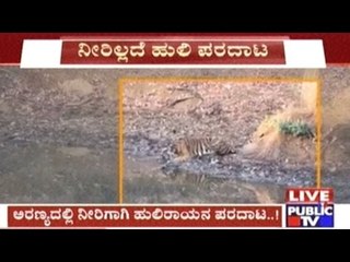 Chikmagalur: Tiger Reaches City Outskirts In Search Of Water