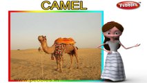 Camel | 3D animated nursery rhymes for kids with lyrics | popular animals rhyme for kids | camel song | Animal songs | Funny rhymes for kids | cartoon | 3D animation | Top rhymes of animals for children