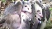 Cette maman opossum porte ses 12 bébés sur son dos... Adorable!