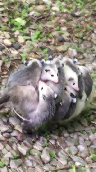 Cette maman opossum porte ses 12 bébés sur son dos... Adorable!