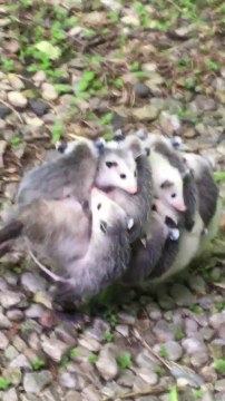Cette maman opossum porte ses 12 bébés sur son dos... Adorable!