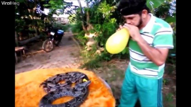 Eclater des ballons avec ses 2 pythons