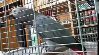 Parrot Recite The Holly Quran Word s its amazing