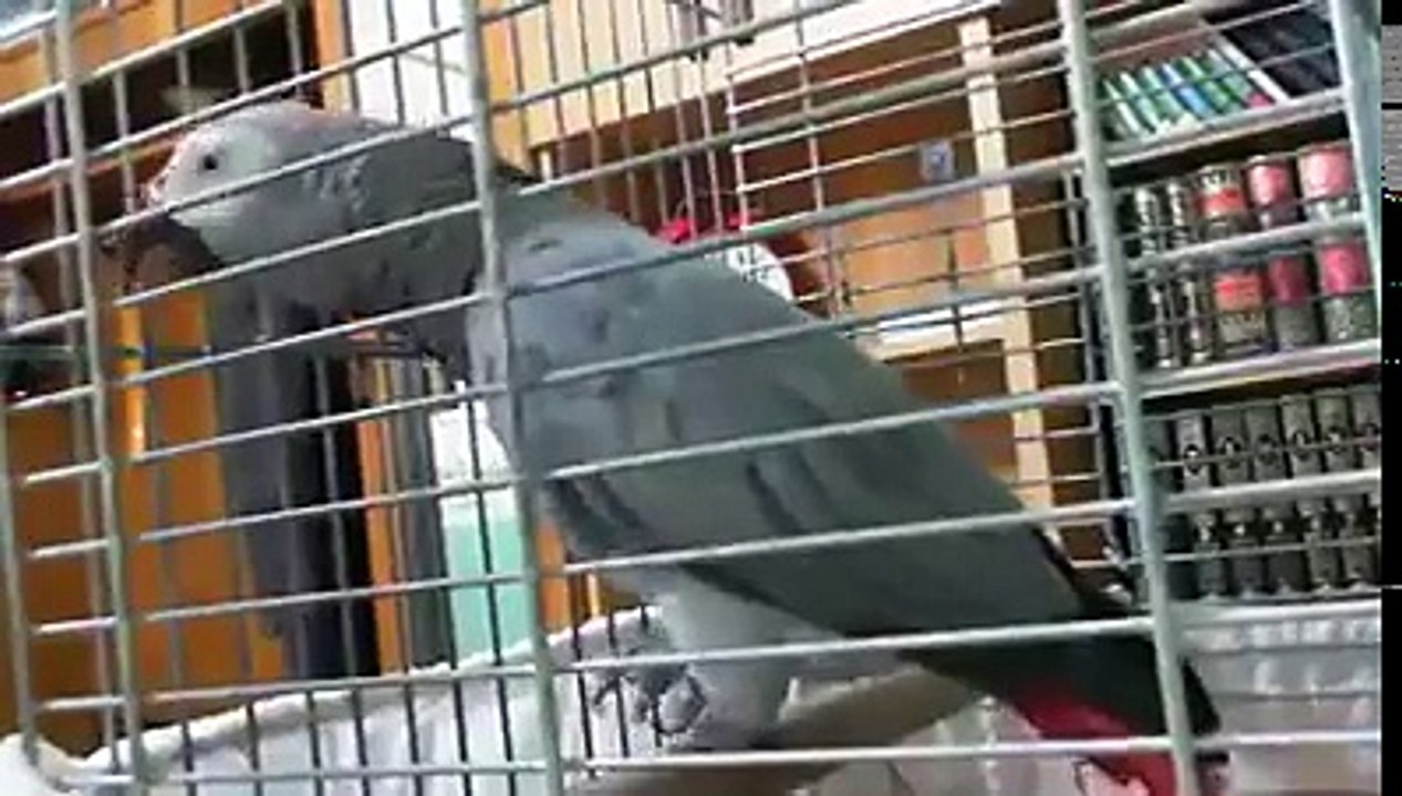 Parrot Recite The Holly Quran Word s its amazing
