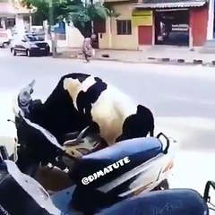 Sapık boğa ile motor