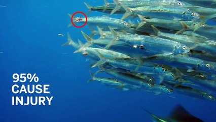Sailfish ‘slasher film’ sheds light on evolution of group hunting