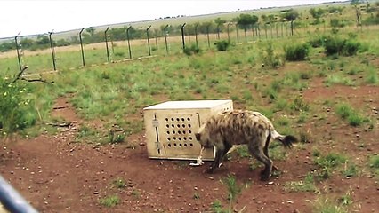 Why are lions smarter than tigers