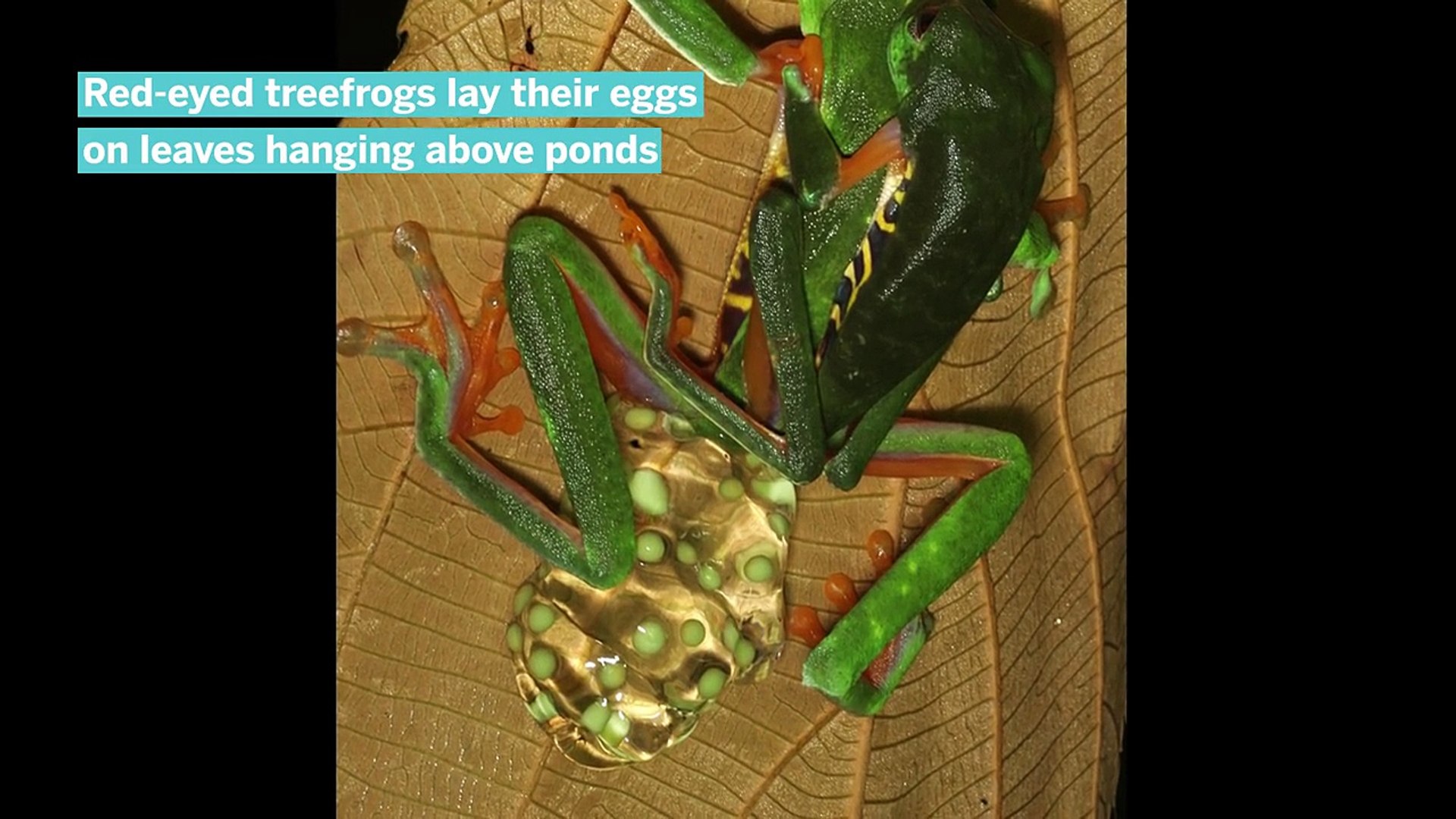 ⁣Tadpoles hatch early to escape snakes