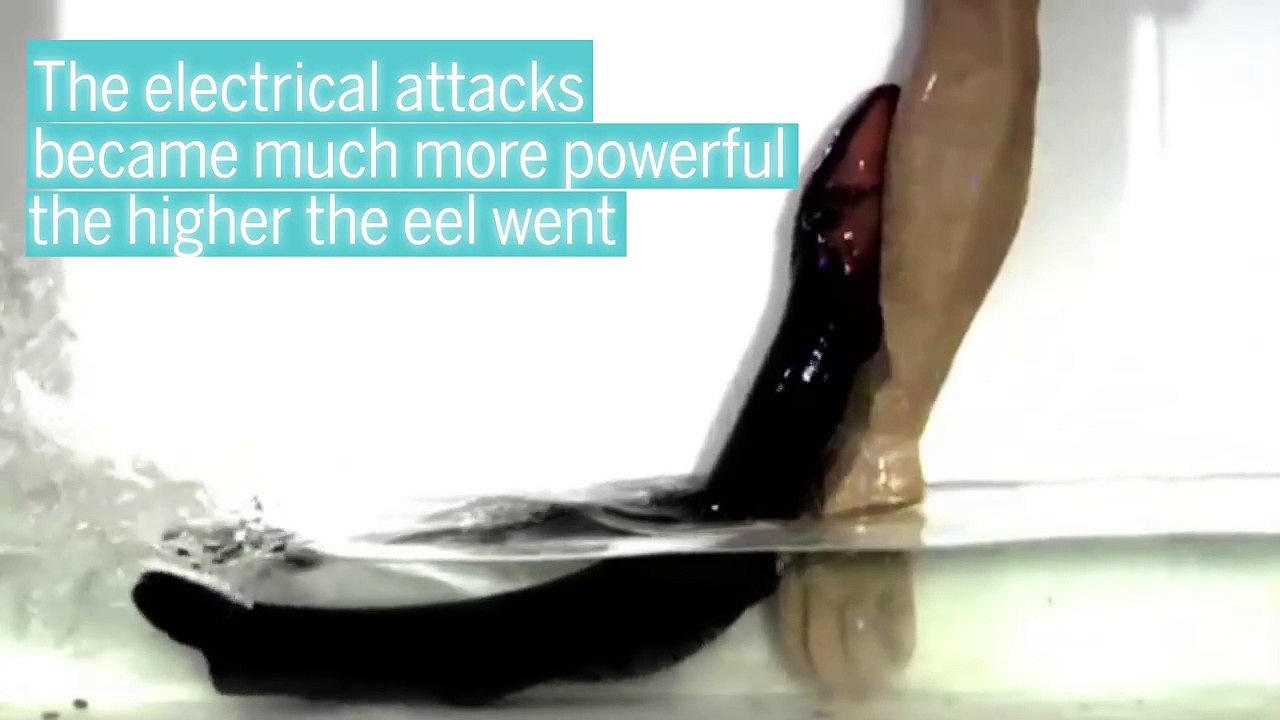 Jumping electric eels pack more zap