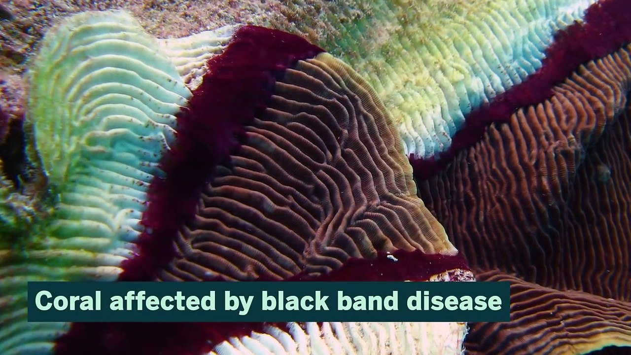 Seagrass can half concentrations of harmful bacteria