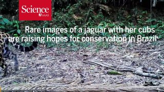 Rare footage of jaguar cubs is inspiring hope for Brazil’s endangered cat