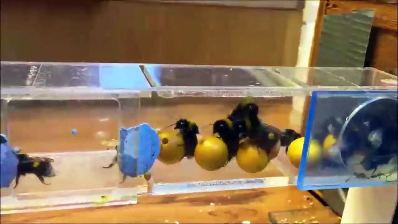 Bees have more brains than we bargained for