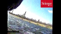 Bear cam footage shows bears eating playing