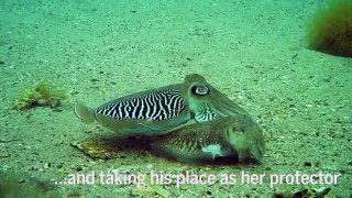 Cuttlefish really know how to fight for their gals rare video shows