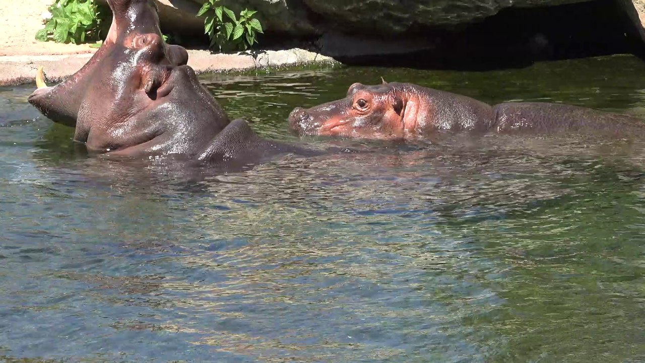 Le zoo-parc de Beauval