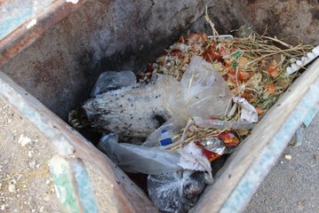 Çöpte Kesilmiş At Kafası Bulundu