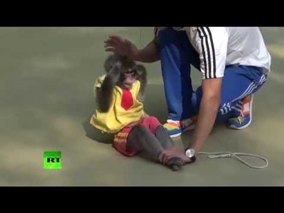 Now you've seen almost everything: Monkeys perform stunts, handstands & even sit-ups in China