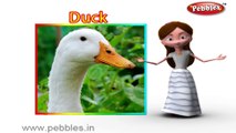 Duck | 3D animated nursery rhymes for kids with lyrics | popular Birds rhyme for kids | Duck song | bird songs | Funny rhymes for kids | cartoon | 3D animation | Top rhymes of bird for children