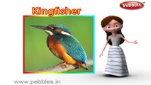 Kingfisher | 3D animated nursery rhymes for kids with lyrics | popular Birds rhyme for kids | Kingfisher song | bird songs | Funny rhymes for kids | cartoon | 3D animation | Top rhymes of bird for children