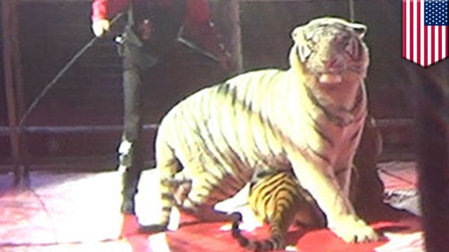 Circus tiger abuse: HSUS investigation reveals tiger was whipped 31 times in two minutes - TomoNews