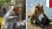 Sindikat monyet mafia - di Pura Uluwatu monyet dikenal mencuri untuk barter dengan makanan - Tomonews