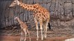 Nace jirafa macho en el Zoológico de Chapultepec