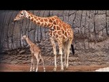 Nace jirafa macho en el Zoológico de Chapultepec