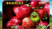 Berries | 3D animated nursery rhymes for kids with lyrics  | popular Fruits rhyme for kids | Berries song | fruits songs | Funny rhymes for kids  | cartoon | 3D animation | Top rhymes of Fruits for children