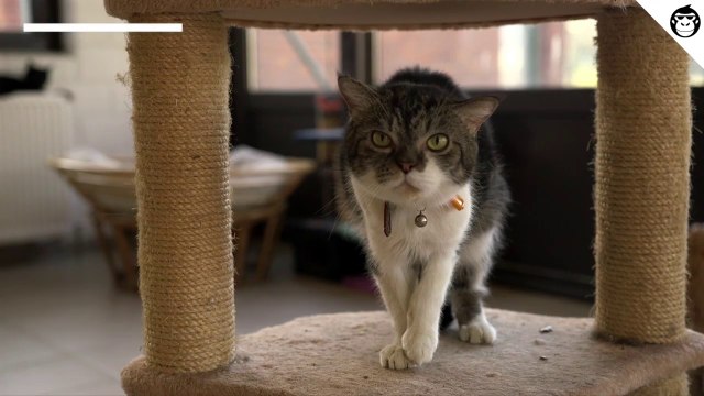 Een video van kittens. Want 't is zaterdag en iedereen houdt van katten