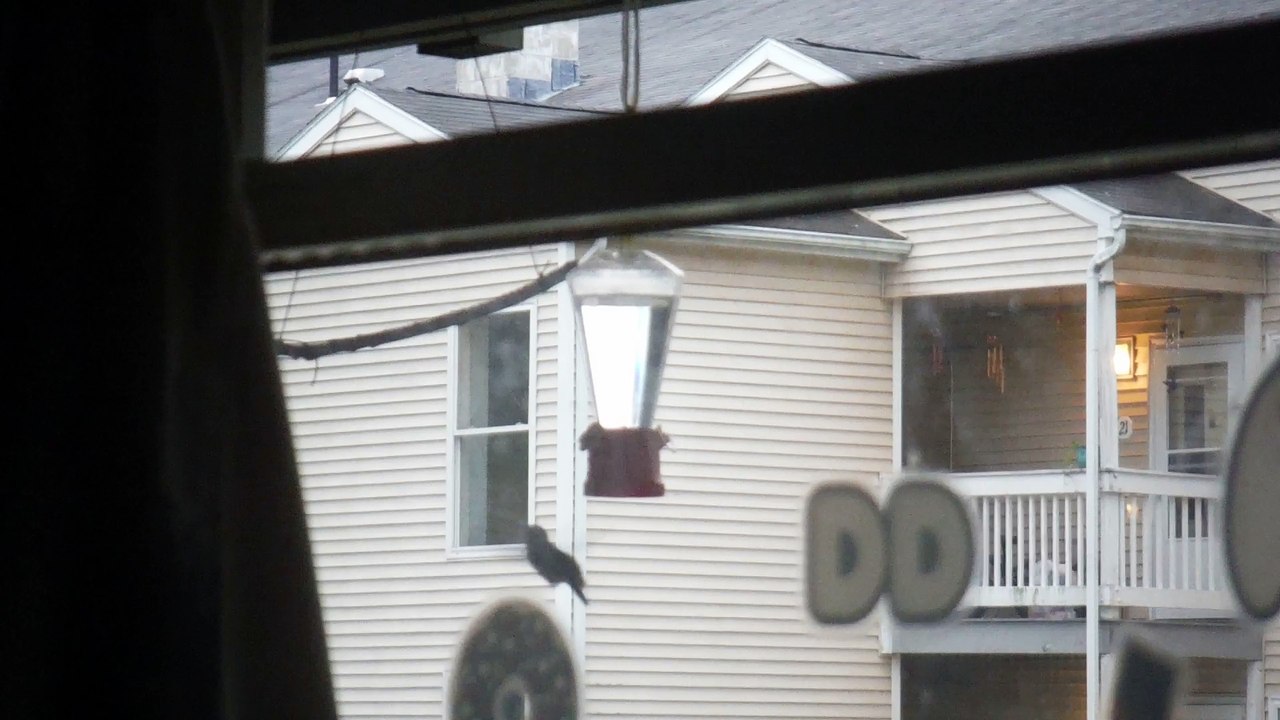 Hummingbird Surprise