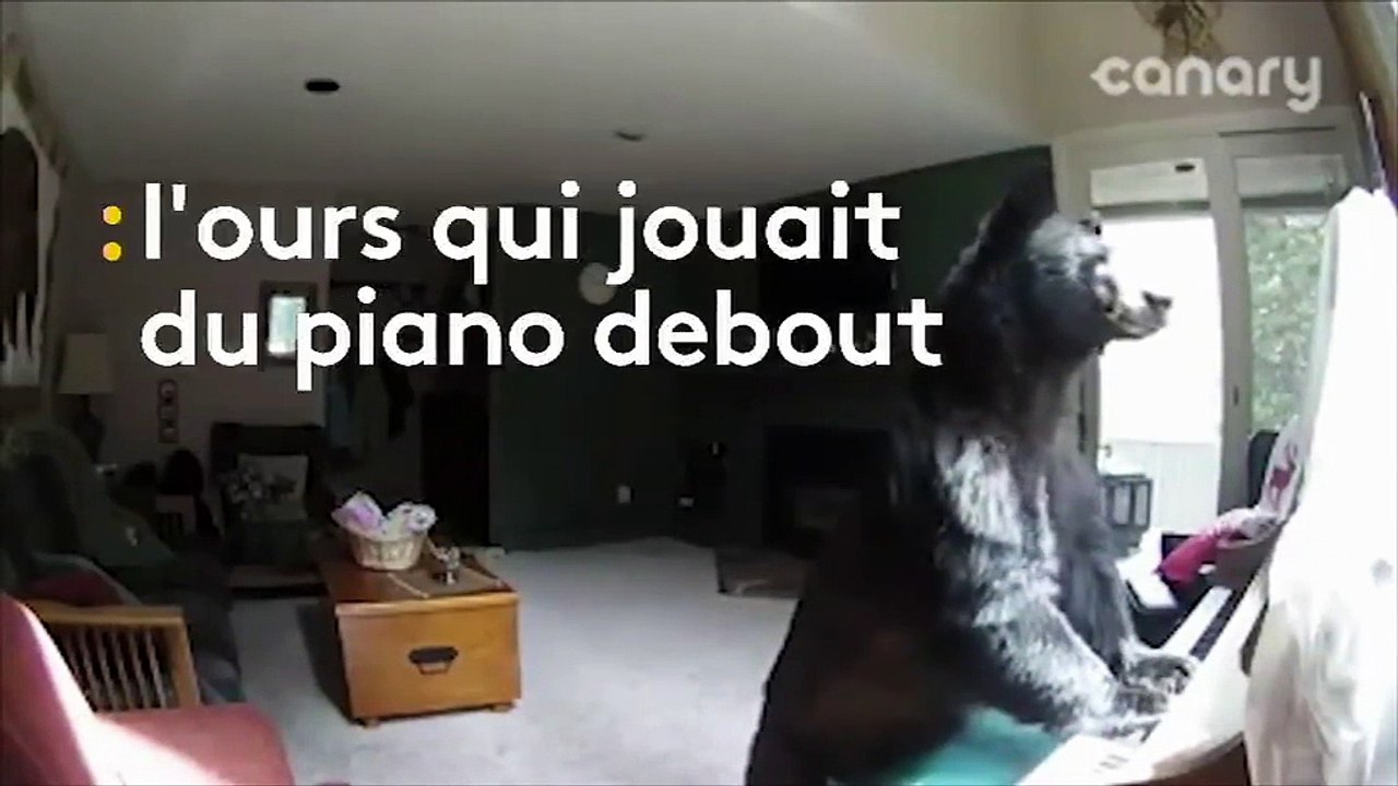Un ours s'introduit dans une maison et joue quelques notes de piano