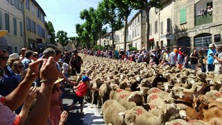 Transhumance 2017 St Remy De Provence