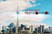 HUG GROUP Toronto Pest Control® | Cockroach, Rats, Bedbug, Mattress,  Natural Treatment & Protection