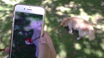 Wij testten het uit en geloof ons: Pokémon Go   asielhonden uitlaten = beste combo ooit