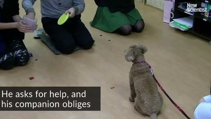 La scienza spiega in che modo i cani sanno riconoscere una persona cattiva