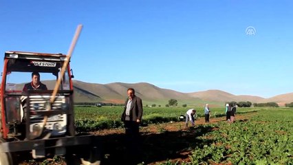 Tarım Işçilerinin Ramazan Mesaisi